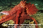 Giant Pacific Octopus photos