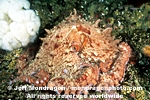 Giant Pacific Octopus pictures