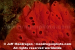 Red Volcano Sponge pictures