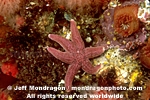 Six-Arm Sea Star images