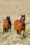 Wild horses pictures