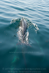 Pantropical spotted dolphin pictures