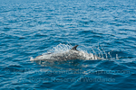 Pantropical spotted dolphin images