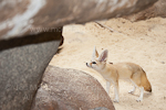 Fennec fox photos