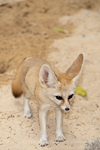 Fennec fox images