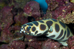 Magnificent snake eel pictures