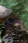 Hawaiian monk seal pictures