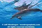 Spotted Dolphins photos