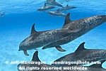 Spotted Dolphins images
