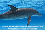 Spotted Dolphin images