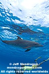 Spotted Dolphins pictures