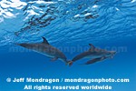 Spotted Dolphins images