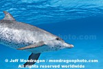 Spotted Dolphins photos