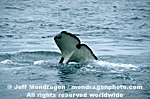 Killer Whale photos