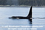 Killer Whale photos
