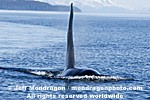 Killer Whale photos