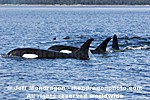 Killer Whales pictures