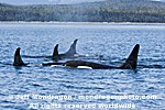 Killer Whales pictures