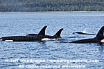 Killer Whales photos