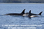 Killer Whales images
