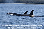Killer Whales pictures