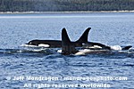 Killer Whales images