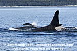 Killer Whales photos