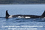 Killer Whales photos