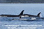 Killer Whales images