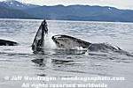 Humpback Whale Lunge-Feeding pictures