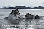 Humpback Whale Lunge-Feeding images