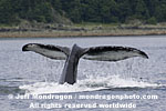 Humpback Whale images