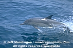 Common Dolphin photos