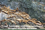 Steller Sea Lions pictures