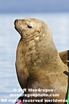 Steller Sea Lion photos