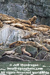 Steller Sea Lions photos