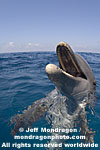 Bottlenose Dolphin Portrait photos