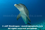 Bottlenose Dolphin photos