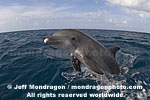 Bottlenose Dolphin Jumping pictures