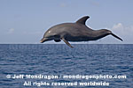 Bottlenose Dolphin Jumping pictures