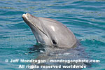 Bottlenose Dolphin Portrait photos
