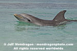 Bottlenose Dolphin photos