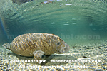 West Indian Manatee images