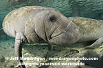 West Indian Manatee images