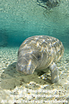 West Indian Manatee pictures