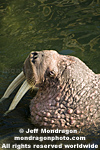 Walrus photos