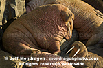 Walruses images