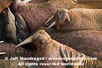 Walruses pictures