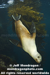 California Sea Lion photos