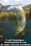 California Sea Lion photos